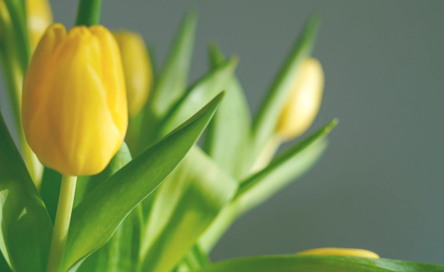 Saisonalität in der Blumenauswahl: Was Betriebe oft unterschaetzen