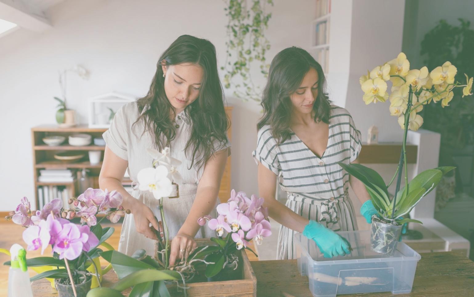 Standortbedingungen bestimmen, welche Blumen in Arrangements funktionieren