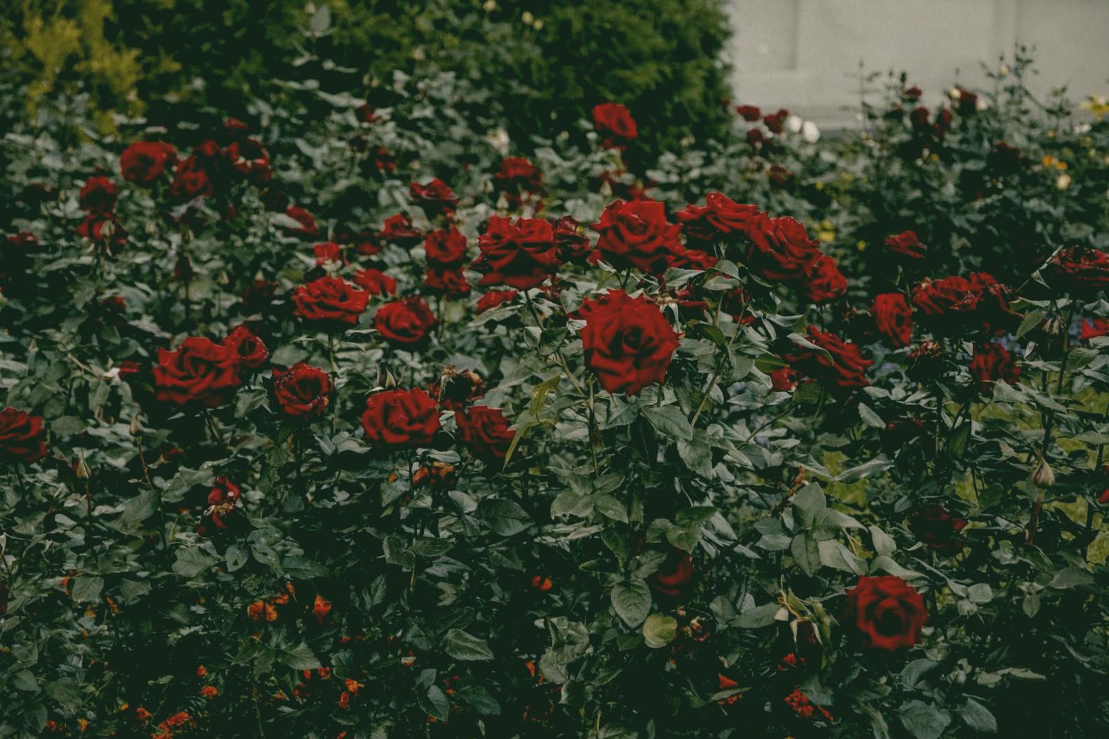 Strukturpflanzen und Füllblüten kombinieren